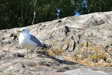 Common gull standing on a big rock looking at somewhere far