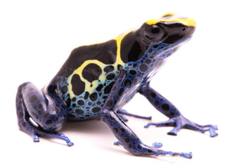 A blue yellow deying poison dart frog, Dendrobates tinctorius Kaw morph. A beautiful small exotic animal from the Amazon jungle in Suriname. Isolated on a white background. - 237039203