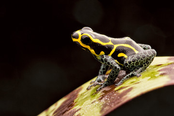 small poison arrow frog, Ranitomeya imitator. A beautiful small poisonous animal from the Amazon Rain forest.