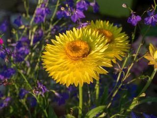 Gros plan sur immortelles à bractées à floraison jaune doré au coeur orange (Xerochrysum bracteatum)