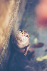 oriental small-clawed otter, Asian small-clawed otter (Aonyx cinereus)