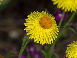 Gros plan sur une immortelle à bractées à floraison jaune doré au coeur orange (Xerochrysum bracteatum)