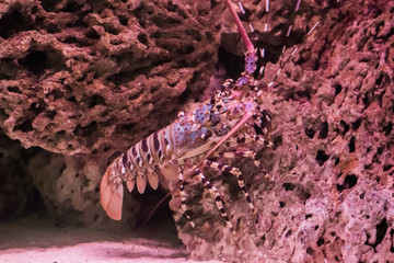 closeup of a ornate spiny rock lobster sitting on a stone, a big tropical langusta from the pacific ocean