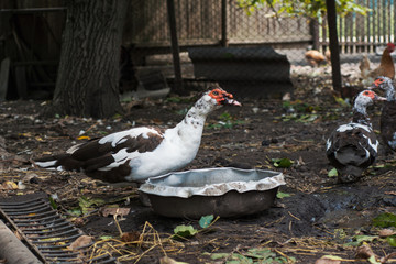 Domestic  ducks in village eco farm 