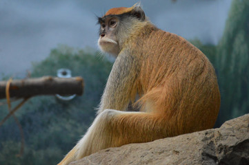 Patas monkey on a rock