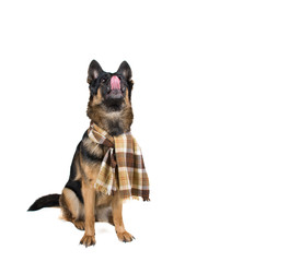 Funny cute German shepherd wearing a scarf and looking up while licking its lips (isolated on white), with copy space on the right