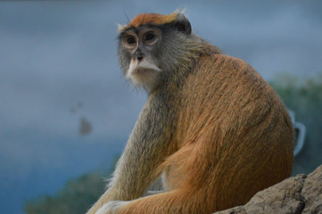 Patas monkey on a rock