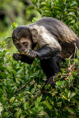 buffy-headed capuchin