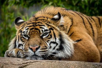 sumatram tiger