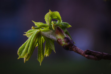 Symbol of Kiev horse chestnut branch