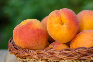Delicious ripe apricots in a basket on rustic background. Healthy foods. Close up.
