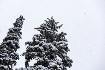 heavy snowfall on pine trees