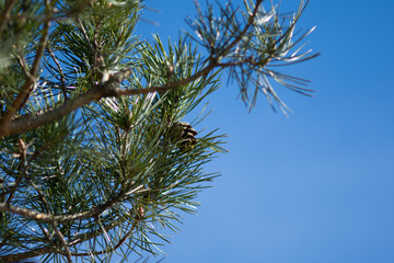 pine tree, cone and blue sky