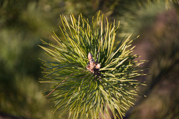 Naklejka na ściany i meble pine branch with cones