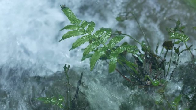 fern shoot is moving with stream flow on the the cascade