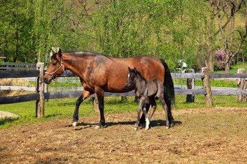 Fototapeta premium Paso Fino Mare Horse and Her Cute Colt