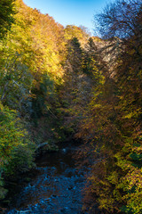 Fototapeta premium The woodland in autumnal colour on the banks of the River Divie in Moray, Scotland 20 October 2018