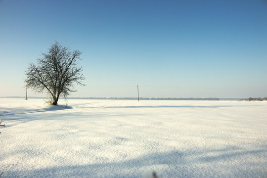 Beautiful image of large field with lonely tree. Field are covered with snow.