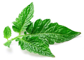 Tomato leaves isolated