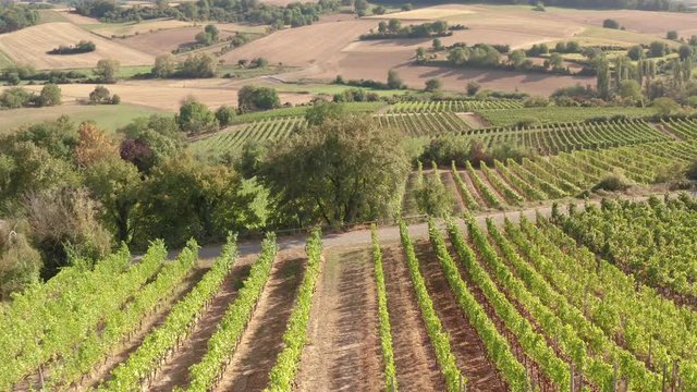 Aerial View: Vine Yard