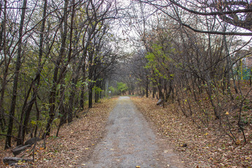 road in the forest