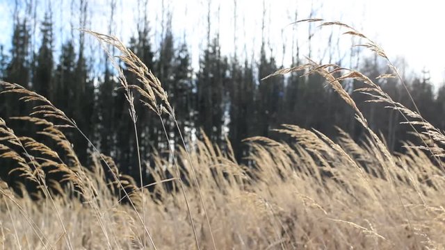 Dry grass on wind winter atumn season video background