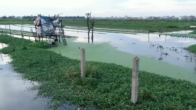 Aerial view of lake in Southeast Asia used for growing greens and floating vegetables; reveal shack on stilts and cement poles, with green algae. Camera settles on a group of wooden rowboats