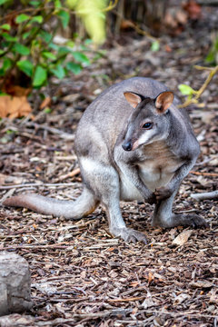 Dusky Pademelon