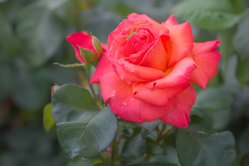 One red rose flower with drops of rain.