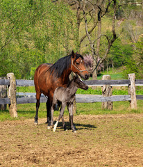 Paso Fino Mare Horse and Colt Standing Together