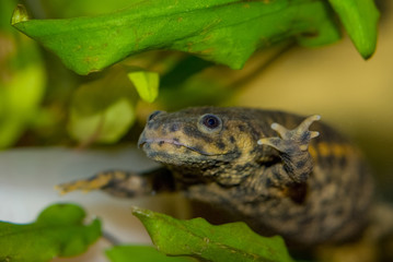 Underwater Spanish ribbed newt close up in an aquarium.. Wildlife animal.