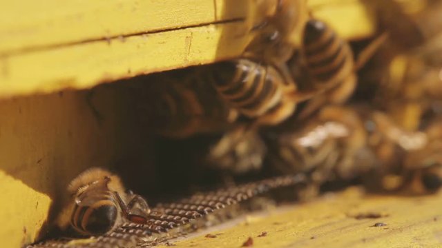 Energetic bees with striped bodies are entering the wooden beehive with honey