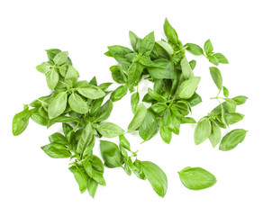 Sweet Genovese basil leaves background arrangement isolated on white. Top view.