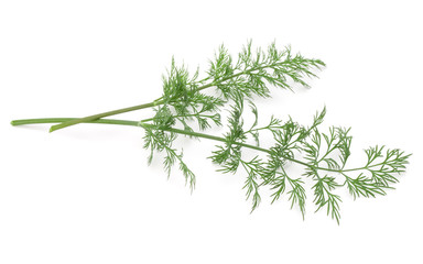 Close up shot of branch of fresh green dill herb leaves isolated on white background