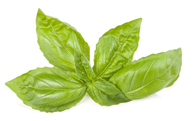 sweet basil herb leaves isolated on white background. Genovese basil leaf.