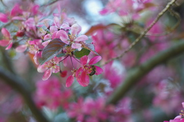 Flowering Crab apple tree blossoms
