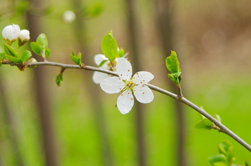 Blossoming tree brunch with white flowers. Blossom branches in springtime	
