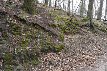 tree in the forest with moss on the ground