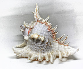Murex Shell