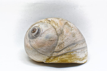 Moon Snail Shell