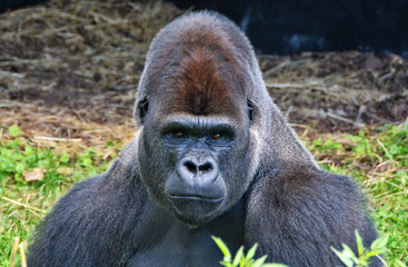 Portrait of a dominant male gorilla. Big adult ape sits in a grass and looks in a distance. African wildlife. Silverback gorilla.