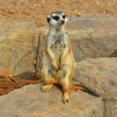 Fototapeta premium Meerkat is a small Southern African mongoose. Curious animal looks out for predators and warns others of approaching dangers. Amazing landscape. Beautiful photo of African wildlife. Close up.