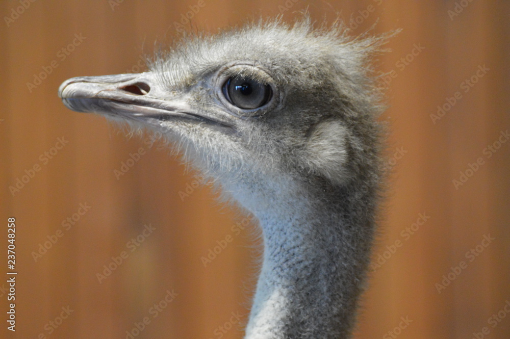 Wall mural Close up of an ostrich