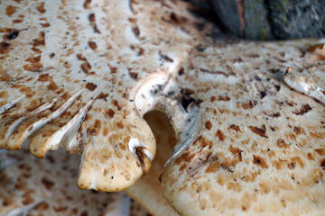 close up of mushroom growing on tree