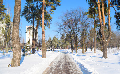 A long road between the big pines in the fabulous snow Park of the city.