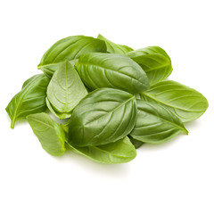 Sweet basil herb leaves handful isolated on white background closeup