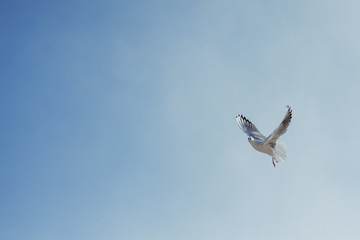 Fototapeta premium Seagulls in flight
