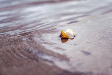 Little shell in the stream of the river.. 