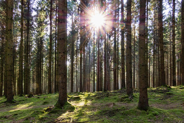 Obraz premium Von Licht durchflutet