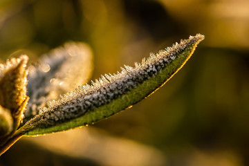 Natur als Baumeister